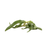 Kokilaksha